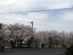 桜3.27接近