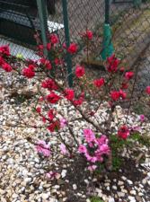 変わり咲きの花桃